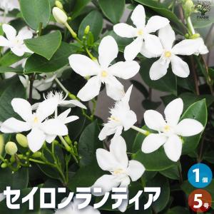 ITANSE セイロンライティア 花苗 4〜5号鉢/1個売り セイロンランティア苗 セイロンライティアの苗木 花木苗 イタンセ公式
