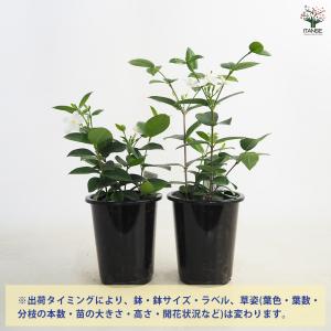 ITANSE セイロンライティア 花苗 4〜5...の詳細画像2