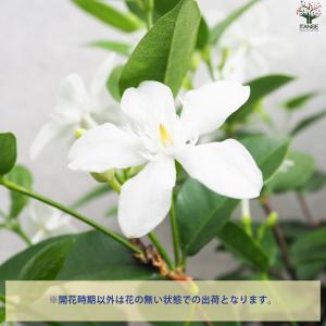 ITANSE セイロンライティア 花苗 4〜5...の詳細画像3