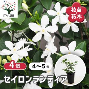 ITANSE セイロンライティア 花苗 4〜5号鉢/お買い得4個セット セイロンランティア苗 セイロンライティアの苗木 花木苗 イタンセ公式