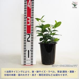 ITANSE セイロンライティア 花苗 4〜5...の詳細画像1