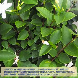 ITANSE セイロンライティア 花苗 4〜5...の詳細画像4