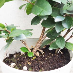 ITANSE セイロンライティア 花苗 4〜5...の詳細画像5