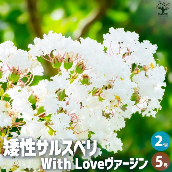 ITANSE 矮性サルスベリの苗木 品種：With Love・ヴァージン 花苗 5号ポット/お買い得...