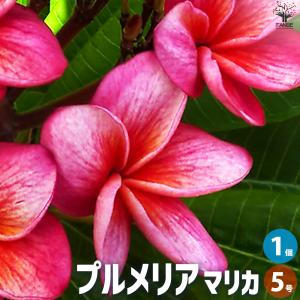 プレミアムプルメリア カリフォルニアサンセット 5号鉢 ジャングル