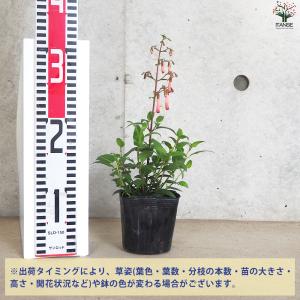 ITANSE フィゲリウス ファンファーレ 花...の詳細画像1