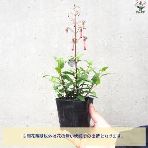 ITANSE フィゲリウス ファンファーレ 花...の詳細画像3