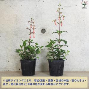 ITANSE フィゲリウス ファンファーレ 花...の詳細画像2