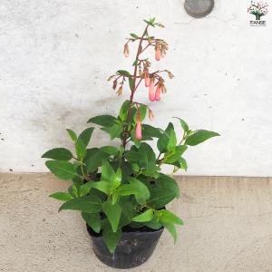 ITANSE フィゲリウス ファンファーレ 花...の詳細画像4