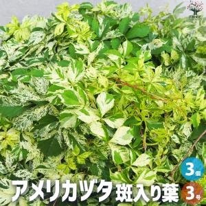 ITANSE アメリカヅタ 斑入り葉 花苗 3号ポット/お買い得3個セット カラーリーフ 花の苗 つる性 ツル性 イタンセ公式