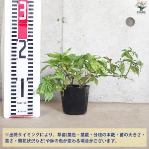 ITANSE アメリカヅタ 斑入り葉 花苗 3...の詳細画像1