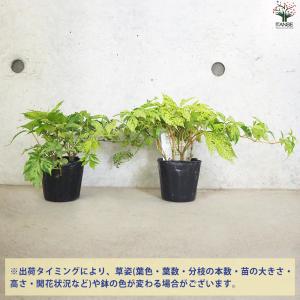 ITANSE アメリカヅタ 斑入り葉 花苗 3...の詳細画像2