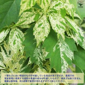 ITANSE アメリカヅタ 斑入り葉 花苗 3...の詳細画像3