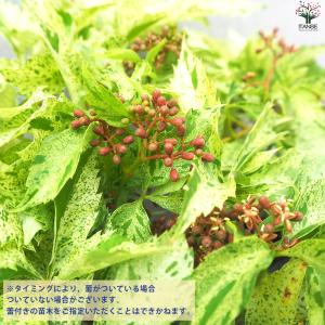 ITANSE アメリカヅタ 斑入り葉 花苗 3...の詳細画像4