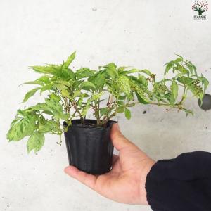 ITANSE アメリカヅタ 斑入り葉 花苗 3...の詳細画像5