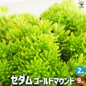 ITANSE セダム アトランティス 多肉植物 3号ポット苗 1個売り