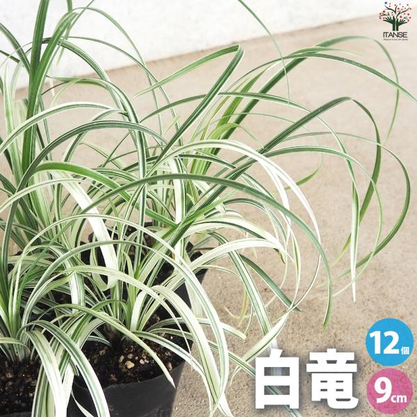 ITANSE リュウノヒゲ 白竜 ハクリュウ 花苗 9cmポット/お買い得12個セット グランドカバ...