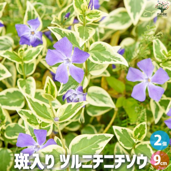 ITANSE 斑入り ツルニチニチソウ 花苗 9cmポット/お買い得2個セット 花の苗 カラーリーフ...