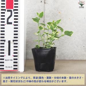 ITANSE 斑入り ツルニチニチソウ 花苗 ...の詳細画像1