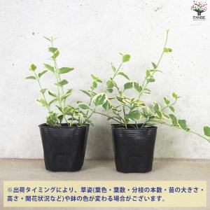 ITANSE 斑入り ツルニチニチソウ 花苗 ...の詳細画像2