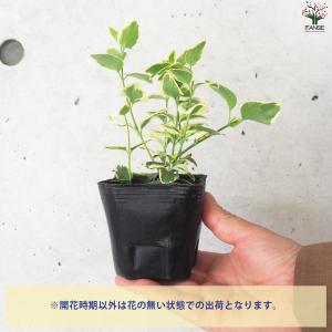 ITANSE 斑入り ツルニチニチソウ 花苗 ...の詳細画像3