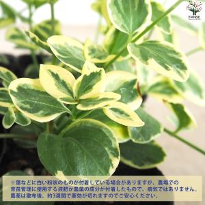 ITANSE 斑入り ツルニチニチソウ 花苗 ...の詳細画像4