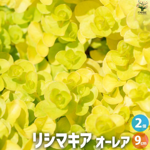 ITANSE リシマキア オーレア 花苗 9cmポット/お買い得2個セット 花の苗 花 苗 カラーリ...