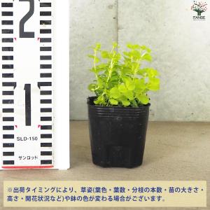 ITANSE リシマキア オーレア 花苗 9c...の詳細画像1