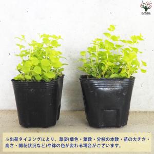 ITANSE リシマキア オーレア 花苗 9c...の詳細画像2