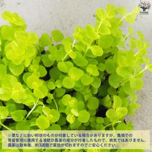 ITANSE リシマキア オーレア 花苗 9c...の詳細画像3