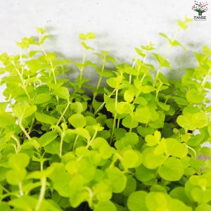 ITANSE リシマキア オーレア 花苗 9c...の詳細画像5