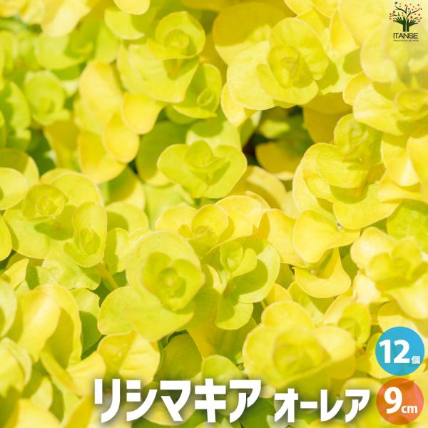 ITANSE リシマキア オーレア 花苗 9cmポット/お買い得12個セット 花の苗 花 苗 カラー...