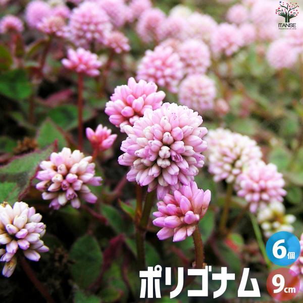 ITANSE ポリゴナム ヒメツルソバ 花苗 9cmポット/お買い得6個セット 花の苗 カラーリーフ...