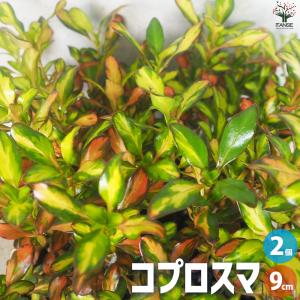 ITANSE コプロスマ 花苗 9cmポット/お買い得2個セット カラーリーフ coprosma オージープランツ イタンセ公式