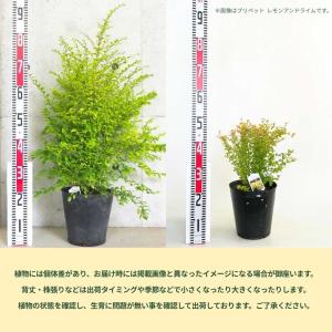 ITANSE プリペット レモンアンドライム ...の詳細画像2