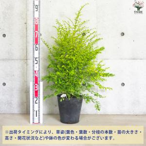 ITANSE プリペット レモンアンドライム ...の詳細画像1