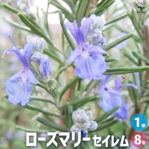 ITANSE ローズマリー セイレム 花苗 8号...の商品画像