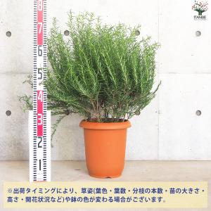 ITANSE ローズマリー セイレム 花苗 8...の詳細画像1