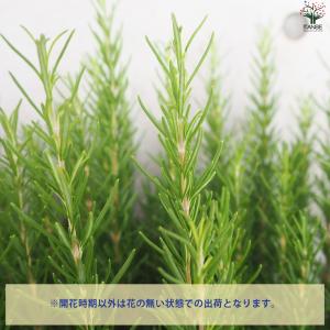 ITANSE ローズマリー セイレム 花苗 8...の詳細画像3