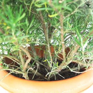 ITANSE ローズマリー セイレム 花苗 8...の詳細画像4