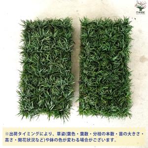 ITANSE リュウノヒゲ 玉竜 マット 花苗...の詳細画像2