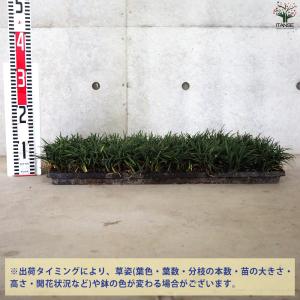 ITANSE リュウノヒゲ 玉竜 マット 花苗...の詳細画像1