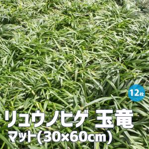 ITANSE リュウノヒゲ 玉竜 マット 花苗 60×30cm/お買い得12個セット カラーリーフ 花の苗 グランドカバー イタンセ公式