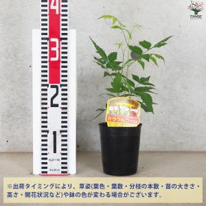 ITANSE ニームの木 ミラクルニーム 花苗...の詳細画像1