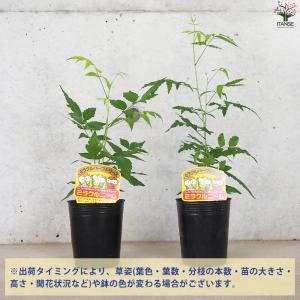 ITANSE ニームの木 ミラクルニーム 花苗...の詳細画像2