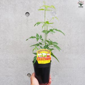 ITANSE ニームの木 ミラクルニーム 花苗...の詳細画像3