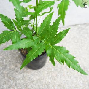 ITANSE ニームの木 ミラクルニーム 花苗...の詳細画像5