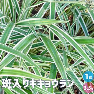 カレックス ラキシカルミアス バニーブルー 花苗 4.5号/1個売り カラー