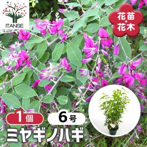 現品】サボテン エキノプシス・ハイブリッド 15号（1） : 花のアリマツ