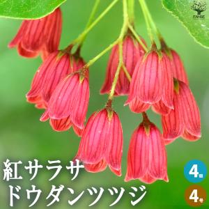 ベニドウダンツツジ(紅満天星) 樹高1.2m以上(根鉢含まず) 紅ドウダン